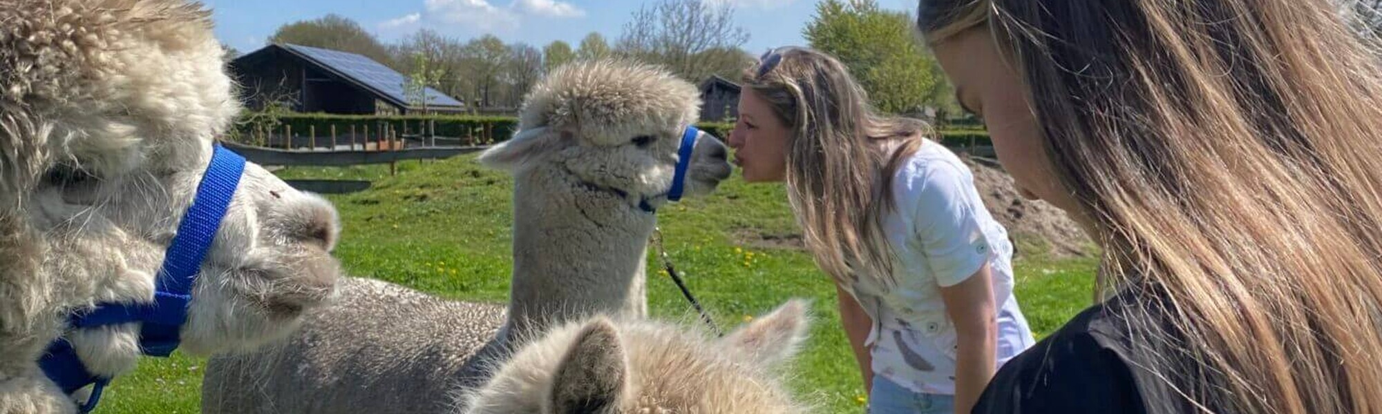 20% korting op picknick met alpaca’s