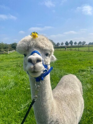 20% korting op picknick met alpaca’s
