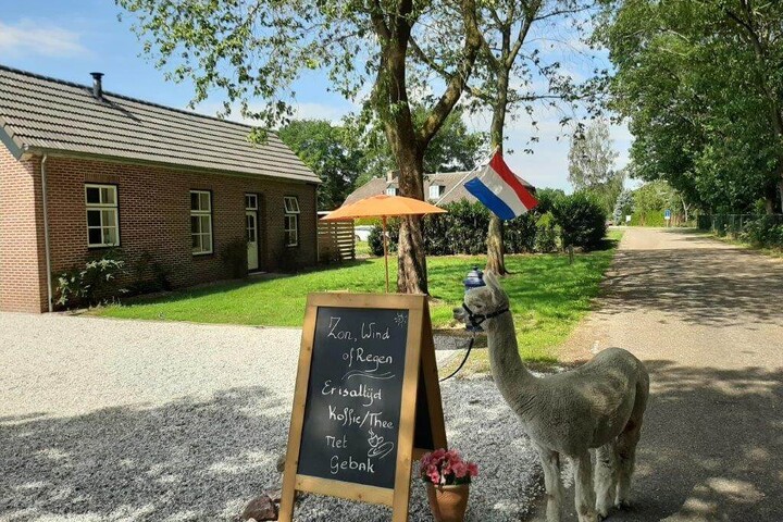 20% korting op picknick met alpaca’s